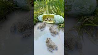 Survival Skills Simple But Very Useful With Frog Trap shorts survival bushcraft outdoors [upl. by Alvinia841]