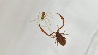 Pseudoscorpion Tangles With A Juvenile Cobweb Spider [upl. by Eimile414]