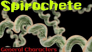 Spirochetes in hindi  Spirochetes microbiology in hindi [upl. by Baruch]