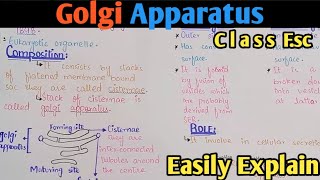 Golgi Apparatus Structure And Functions  Golgi Complex  Class 11 Biology [upl. by Rialcnis575]