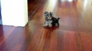 Michael Jackson Yorkie Moon Walk [upl. by Bainter22]