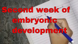 Second week of embryonic development in UrduHindi  part 1  Day 8 events [upl. by Nepean]