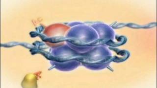 Chromatin Histones and Modifications Rate My Science [upl. by Noved]