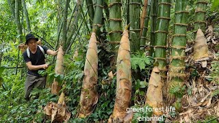 Giant bamboo shoots Harvest and store Green forest life ep204 [upl. by Ilyssa]