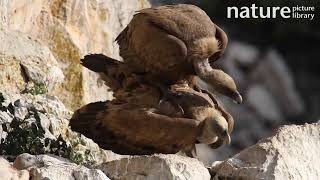 Pair of Griffon vultures mating Andalusia Spain June [upl. by Maxa]