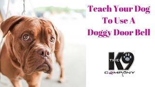 Teach your dog to use a door bell [upl. by Hennahane]