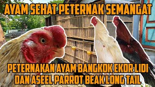 3 RAHASIA AYAM SEHAT PETERNAK PASTI SEMANGAT REVIEW TIPIS TIPIS AYAM DI KANDANG LOSHT BOJONEGORO [upl. by Rochester]