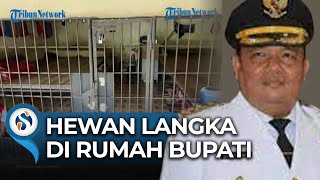 Rumah Bupati Langkat Digeledah Ditemukan Berbagai Jenis Hewan Langka Dilindungi yang Dikerangkeng [upl. by Kohsa]