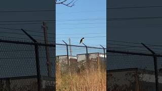 Redtailed hawk hunting for rodents while Dolph yells at him 📢 [upl. by Ahsoem]