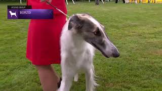 Borzoi  Breed Judging 2021 [upl. by Nivag]