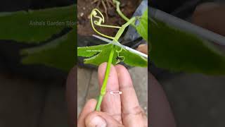 Passion Flower Vine🔥Tip Layering Method🌱कृष्ण कमलनये✨पौधे बनायें इस विधि सेashasgardenstoryshorts [upl. by Botnick]