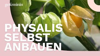 Physalis im Garten oder auf dem Balkon selbst anbauen [upl. by Ttayh]