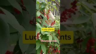 Lucky plantsWinterberry Hollytrending hongkong shortvideo  PlantsFlor A L andicho [upl. by Wehttam33]