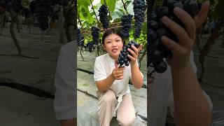 Fresh Black Grapes 🍇🍇 Harvest from Vineyard  Amazing Grapes Farming by Farmer shorts satisfying [upl. by Hsac]