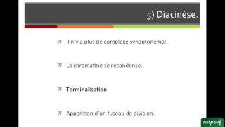 La méiose normale [upl. by Haisi]