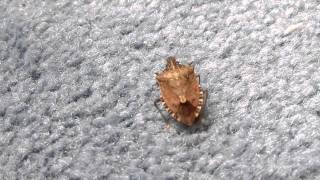 TWO MINUTES IN THE LIFE OF A STINK BUG [upl. by Hamlin730]