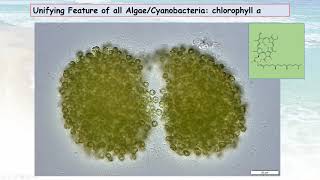 Cyanobacteria What you Need to Know – Part 1 Cyanobacteria Biology and Toxin Formation [upl. by Llevaj578]