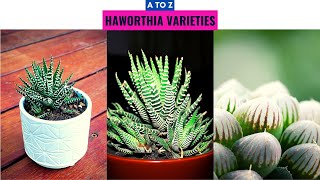 Haworthia Varieties A to Z [upl. by Htaeh120]