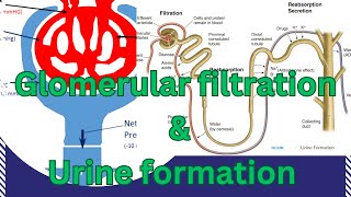 Glomerular FiltrationUrine FormationNephron StructureGFRNet filtration pressureNEPEFPGF rate [upl. by Yalahs]