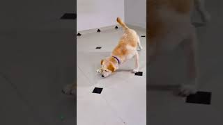 मेरा डॉग चूहे के पीछे पड़ गया😭funnydogs shorts [upl. by Caryl844]