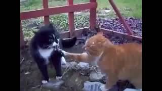 cats fighting sound effects 10 hours 喵星人打架 [upl. by Heilner]