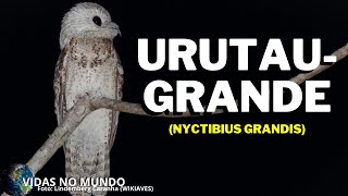 Urutaugrande Nyctibius grandis [upl. by Ahsilek]