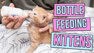 How to Safely Bottle Feed a Kitten [upl. by Ruelle534]