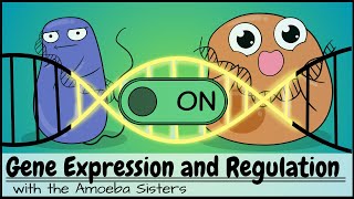 Gene Expression and Regulation [upl. by Amyas642]