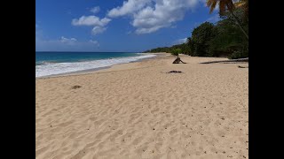 Lune des plus belles plages de la Martinique  la plage des Salines à SainteAnne [upl. by Yddor646]