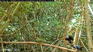 Lancetailed Manakin Males Show Their Dance Moves Alpha Male Mates With Female  April 10 2023 [upl. by Meedan]