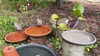 Bronzewing Pigeons [upl. by Hinkle]