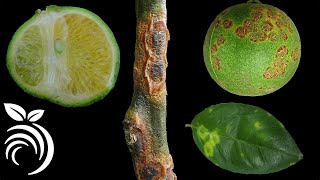 14 Nasty Citrus Diseases that You MUST Avoid [upl. by Ilellan78]