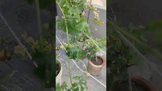 Difference between Gynoceious and monoecious plants in bitter gourd hybrid seed imrankhan pak [upl. by Feil]