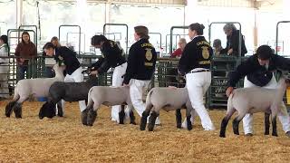 LIVERMORE HIGH FFA LAMB SHOWMANSHIP 2022 [upl. by Flori]