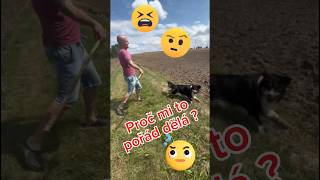 Proč mi to pořad děla 🐶🤦 vtip funny czechdog bakiamy cz sk fyp viral aussie dog pes [upl. by Heyman]