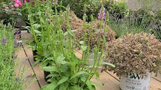 Stachys Hummelo Betony  2019 Perennial Plant of the Year [upl. by Fleisig]