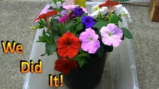 Propagating Petunia Cuttings in August and Overwintering Them Part 2 Under the Grow Lights [upl. by Grizel]