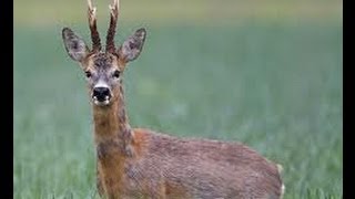 Chasse Aux Chevreuils  Battue Aux chevreuils  Jeune brocard 2013 [upl. by Koeninger]