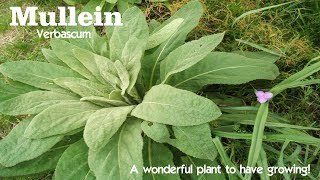 ⟹ Mullein  Verbascum thapsus  If you see this plant DONT pull it Heres why [upl. by Corella]