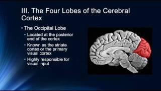 Introduction to the Cerebral Cortex [upl. by Aratal]