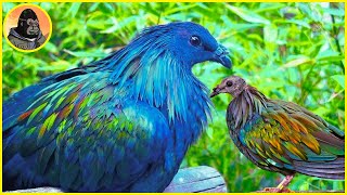 Nicobar Pigeons Facts About This Modern Dodo Bird [upl. by Anyehs817]