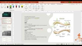 CLAVICLE osteology and myology  CLAVICLE ANATOMY [upl. by Ribble]