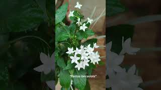 Pentas lanceolata 🌼🌸 o estrella egipcia 🌸🏵️ plantasbonitas jardines flores jardineriayplantas [upl. by Evars]