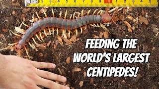 GIANT CENTIPEDE PET FEEDING Scolopendra gigantea [upl. by Saxena96]