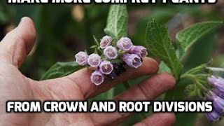 Propagating Russian comfrey bocking 14 by Root and diivision [upl. by Irik]