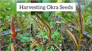 Live Chat Harvesting Okra Seeds [upl. by Ramsdell]