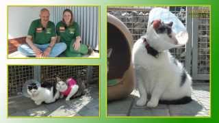 Katzenvermittlung  JuniJuli 2013  TierheimTV Hannover [upl. by Pages]