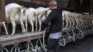 Milking amp Feeding Goats  Goat Farm in Holland [upl. by Lynnet]