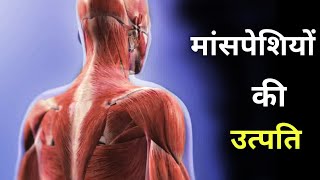 मांसपेशियों का निर्माण कैसे होता है  origin of muscles  myogenesis [upl. by Edana]