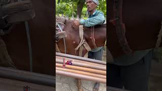 Remind and give the horse a bag of grass  horse animalrescuer lovehorses rescue help [upl. by Iznik]